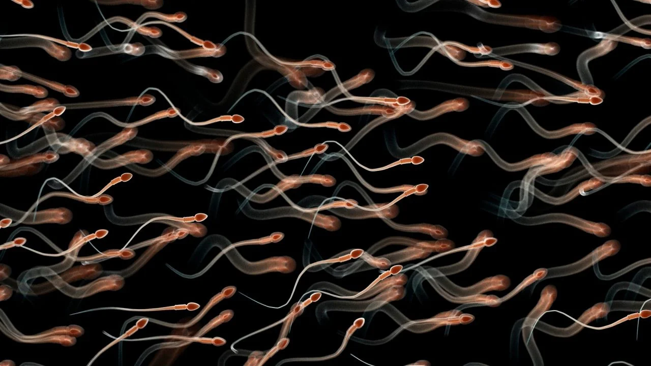 liquido pre eiaculatorio e ovulazione Il liquido pre eiaculatorio è simile allo sperma ma non è la stessa cosa!  👉Viene prodotto dalle ghiandole di Cowper e non dai testicoli main image 0