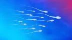 Il COVID-19 è presente nello sperma?