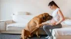 Gravidanza e animali domestici: le regole per evitare la toxoplasmosi