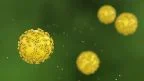 Hpv papilloma virus.