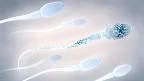 Motilità degli spermatozoi