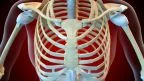 Pectus carinatum: the pigeon breast