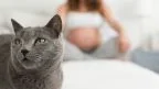 Toxoplasmosi: cos'è e perché può essere pericolosa in gravidanza
