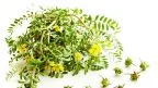 Tribulus terrestris disfunzione erettile.