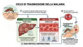 Schema del ciclo di trasmissione della malaria: zanzara Anopheles infetta e contagio umano
