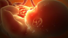 gravidanza sviluppo feto
