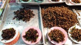 insetti da mangiare