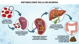 Schema del metabolismo della bilirubina