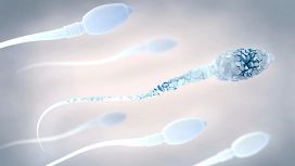 motilita spermatozoi
