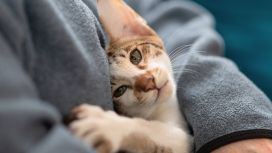 Gatto terapia pet terapy gatto