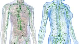 sistema linfatico uomo donna