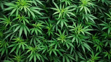 cannabis