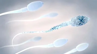 Motilita spermatozoi.