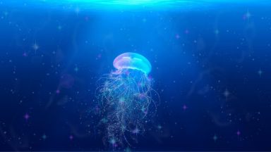 Puntura medusa rimedi