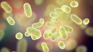 Sclerosi Multipla: un possibile ruolo del microbiota intestinale