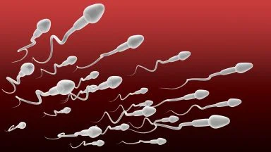 Spermatogenesi nuovo studio.