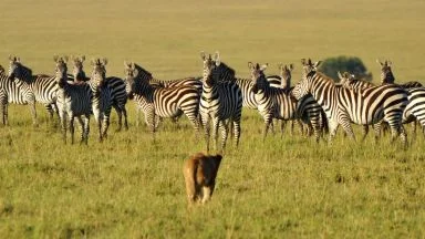 Stress cronico zebre.
