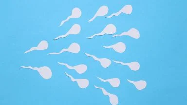Testicoli artificiali per spermatogenesi.