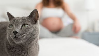 Toxoplasmosi rischi gravidanza