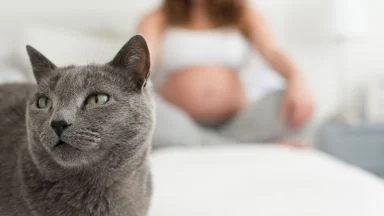 Toxoplasmosi rischi gravidanza.