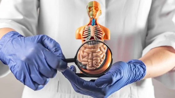 Scoperto un nuovo organo: il mesentere