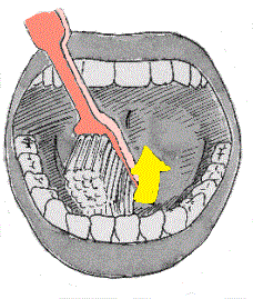 Pulizia dei denti interna