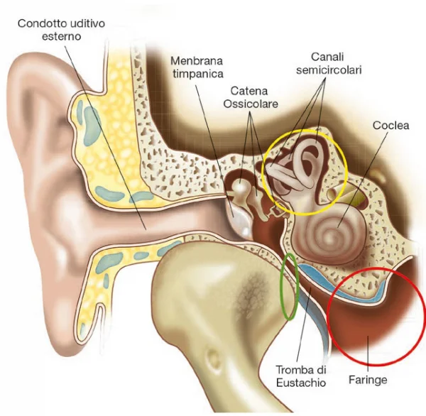 Articolazione Temporo Mandibolare anatomia
