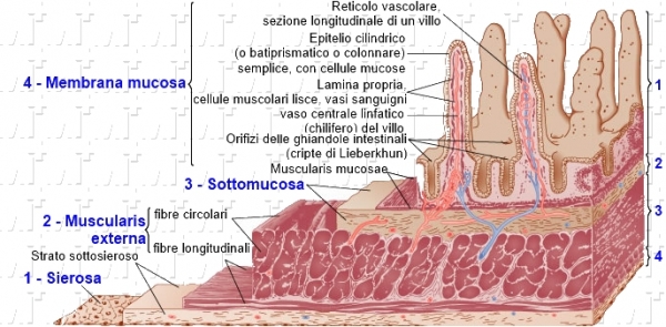 Parete intestinale