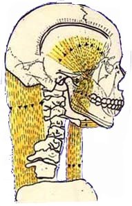 muscoli della testa e del collo