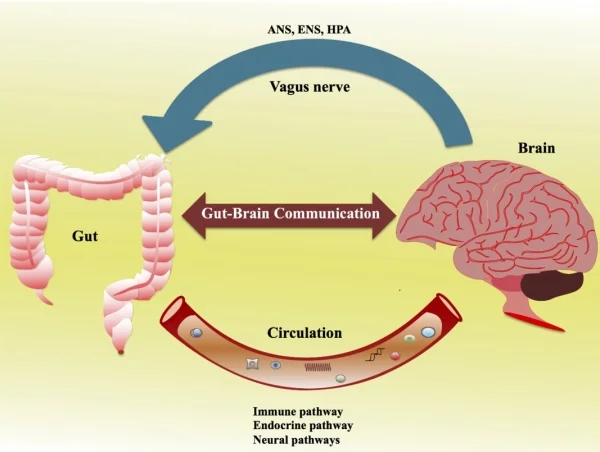 Asse cervello intestino