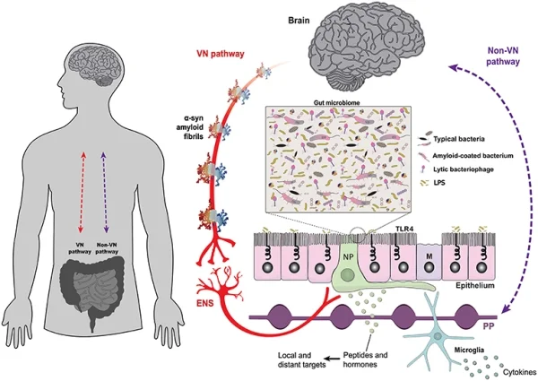 Brain-Gut-Axis-Microbiota