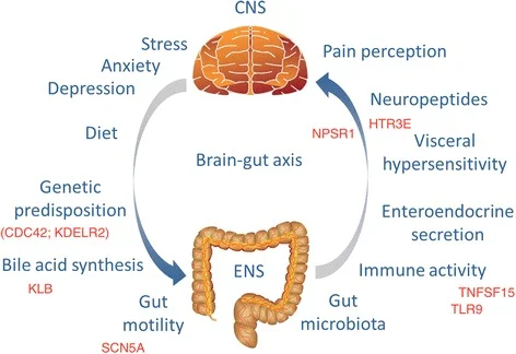 Cause colon irritabile