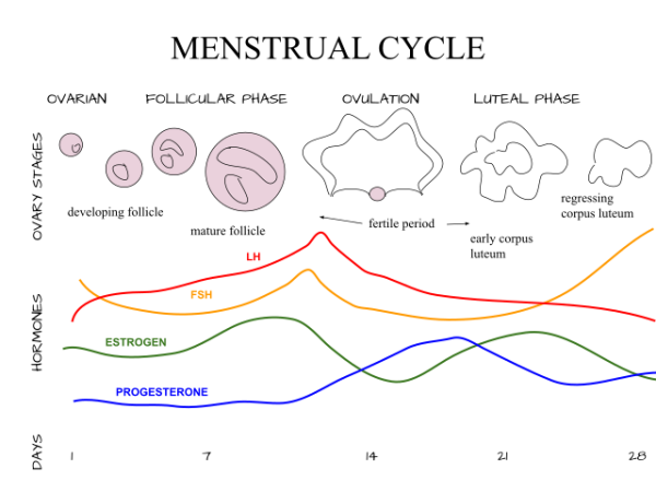 Diagramma fasi ciclo mestruale