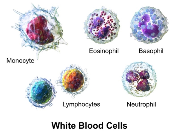 Leucociti o globuli bianchi