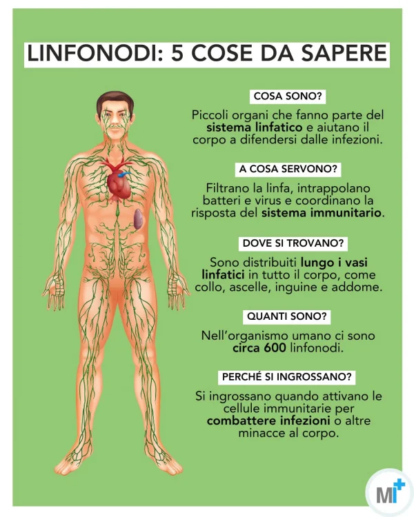 Linfonodi: cosa sono e a cosa servono - infografica