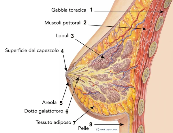 Com'è fatta la mammella