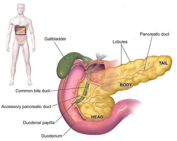 Come è fatto il pancreas