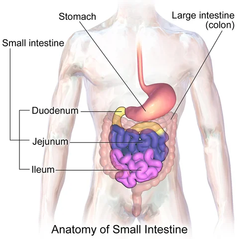 Piccolo intestino, colon, stomaco