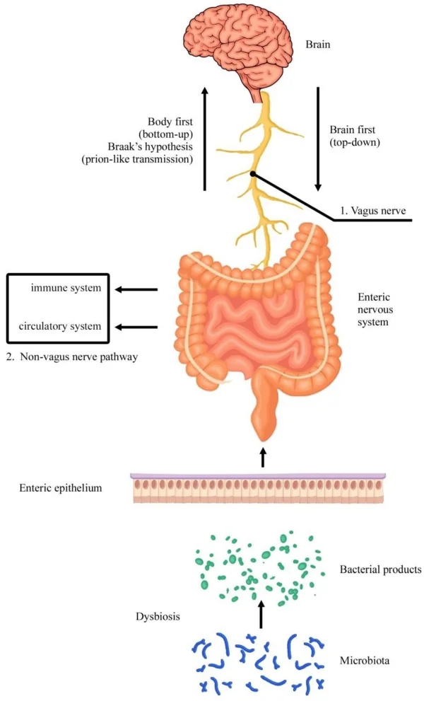 Teoria dei due cervelli